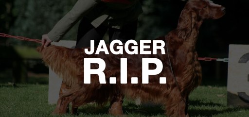 RIP Jagger, the Irish Setter, Crufts 2015